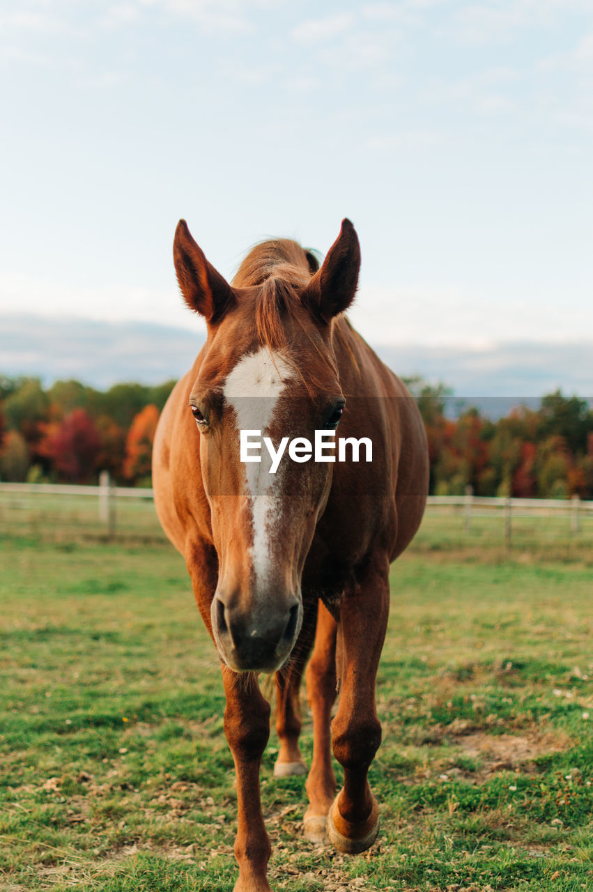 Portrait of horse standing in ranch