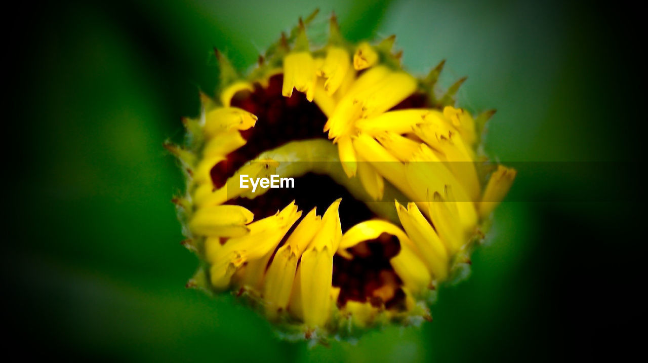 CLOSE-UP OF YELLOW FLOWER