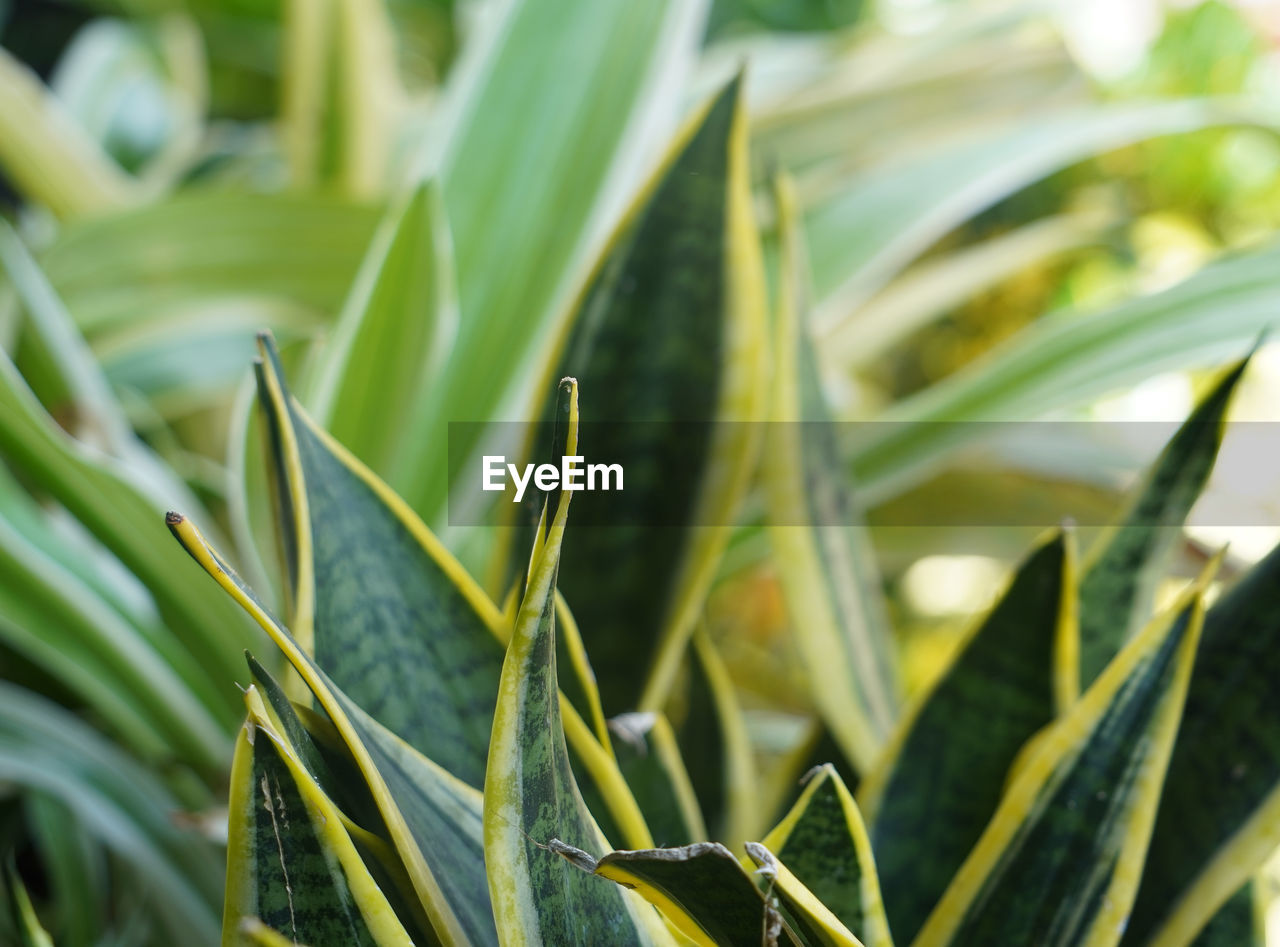 CLOSE-UP OF GRASS GROWING ON FIELD