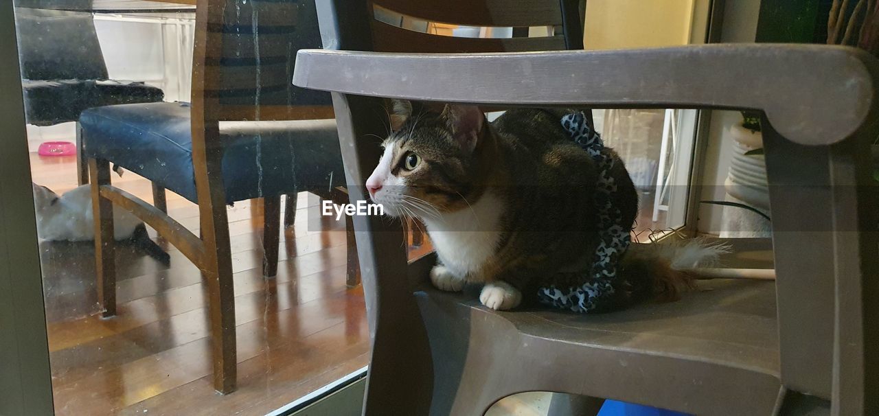 CAT LOOKING AWAY WHILE SITTING ON CHAIR