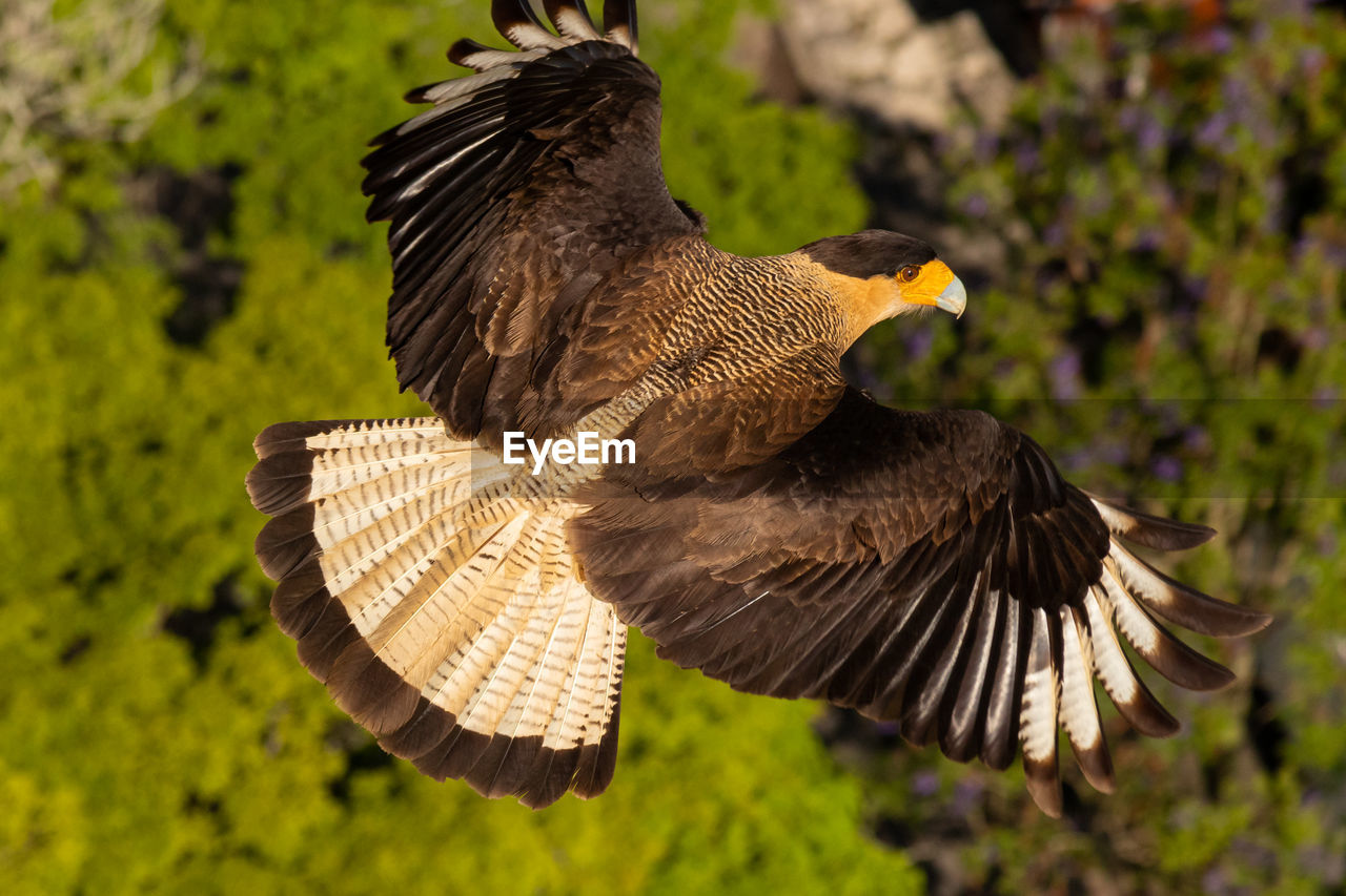 Close-up of eagle flying