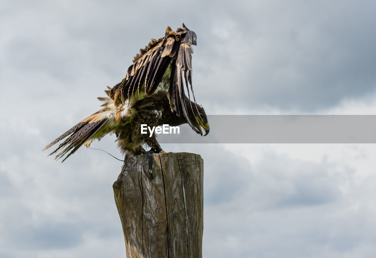 Low angle view of bird of prey perching on tree stump against sky