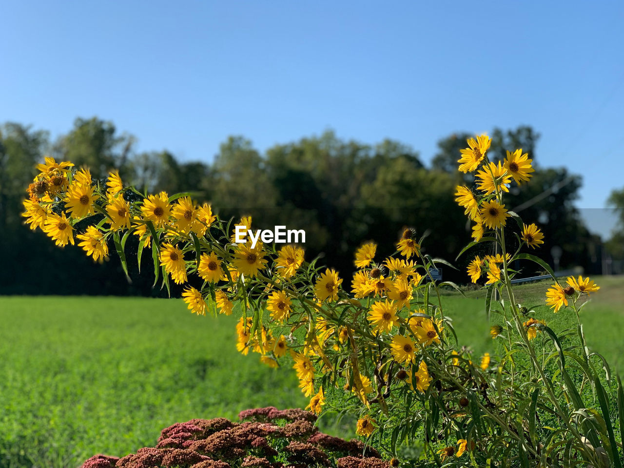 Yellow flowering plants on field against sky