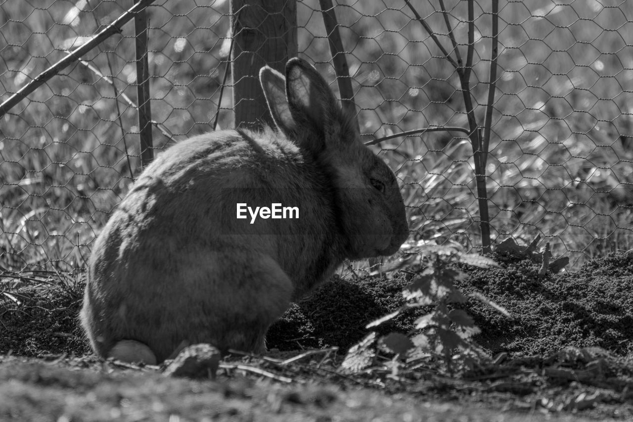 Close-up of rabbit by fence on field