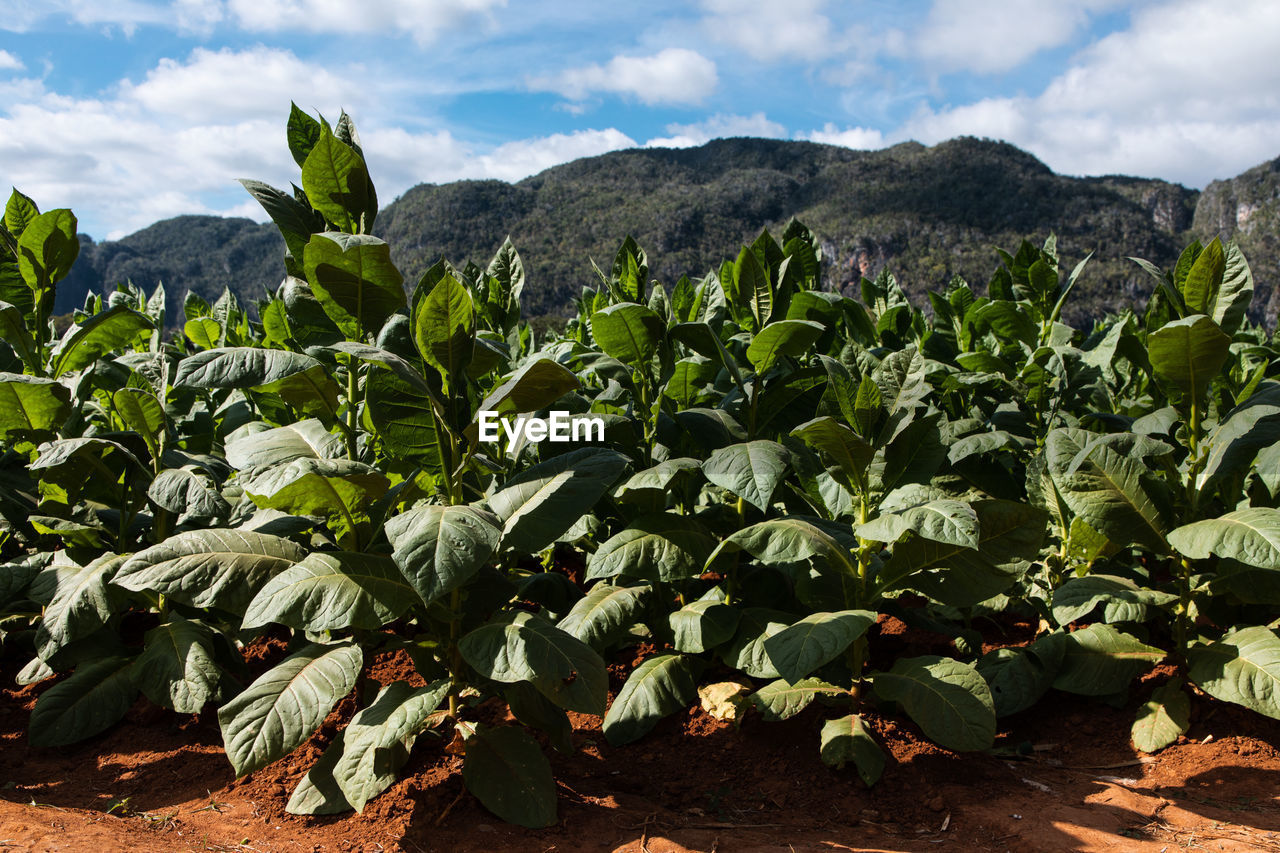 Plants growing on field against sky