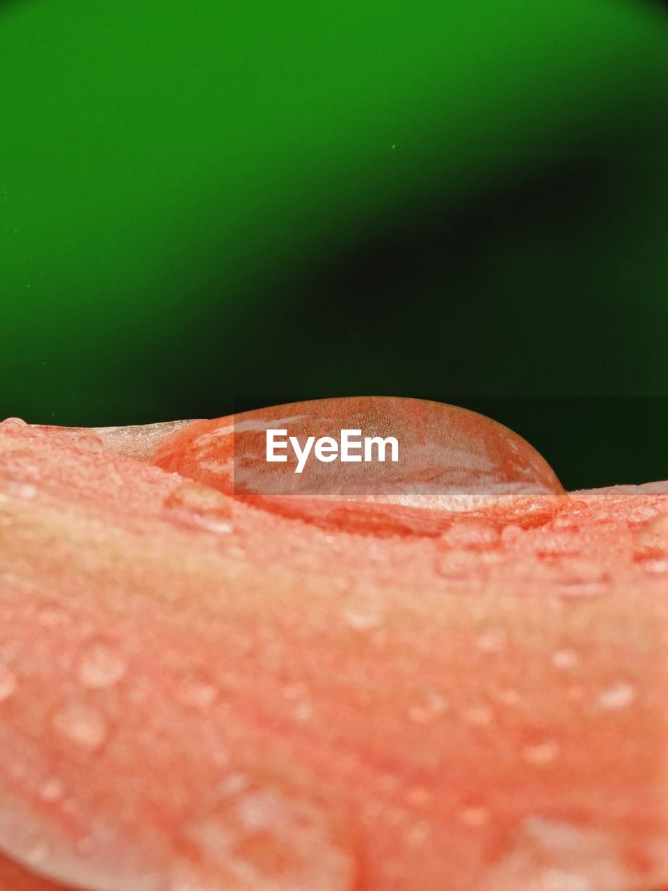 CLOSE-UP OF ORANGE SLICES OF LEAF