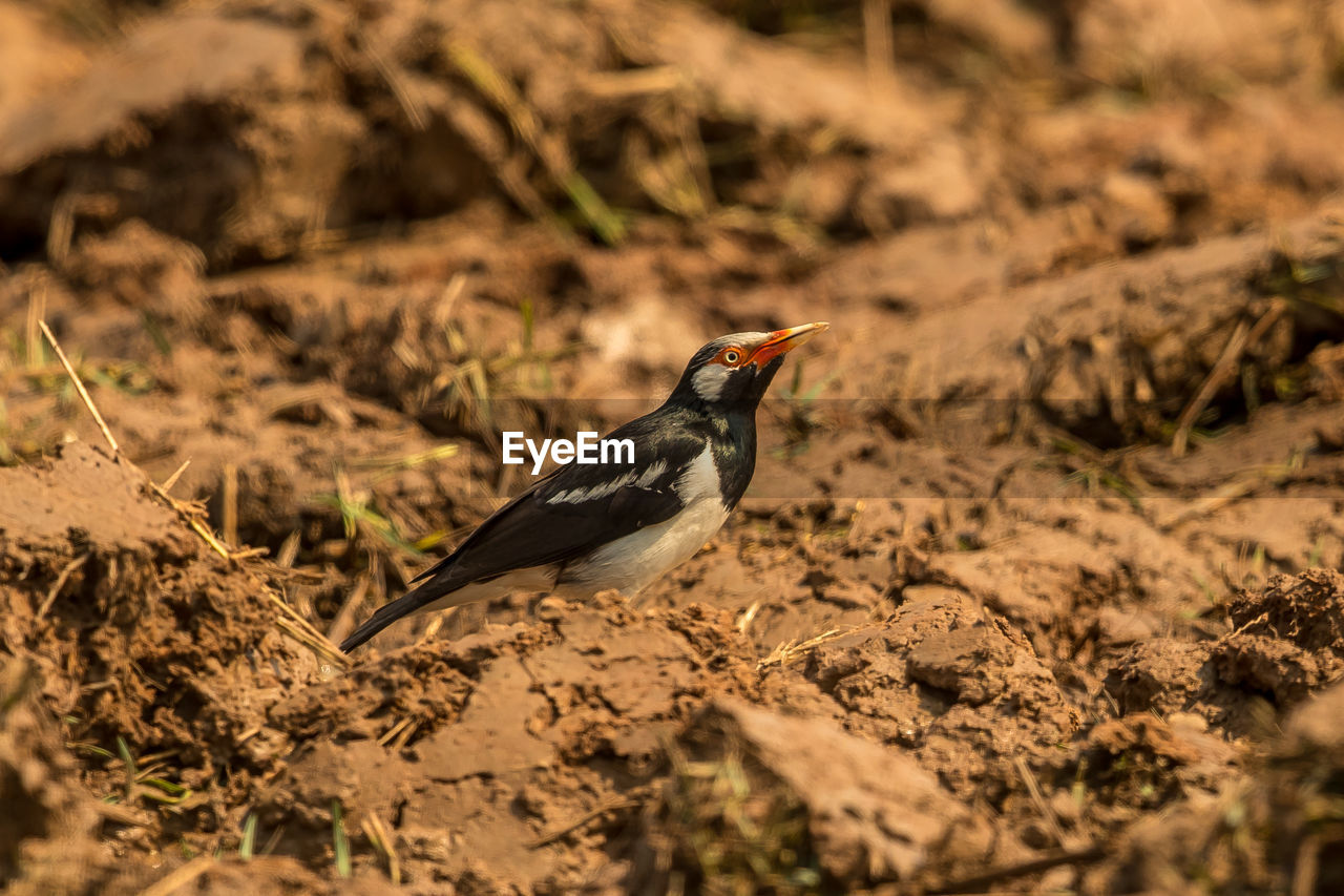 CLOSE-UP OF A BIRD PERCHING ON A FIELD