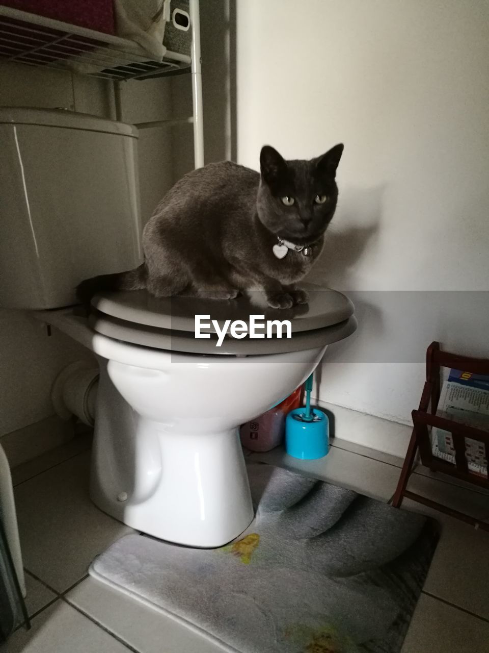 PORTRAIT OF CAT LYING IN BATHROOM