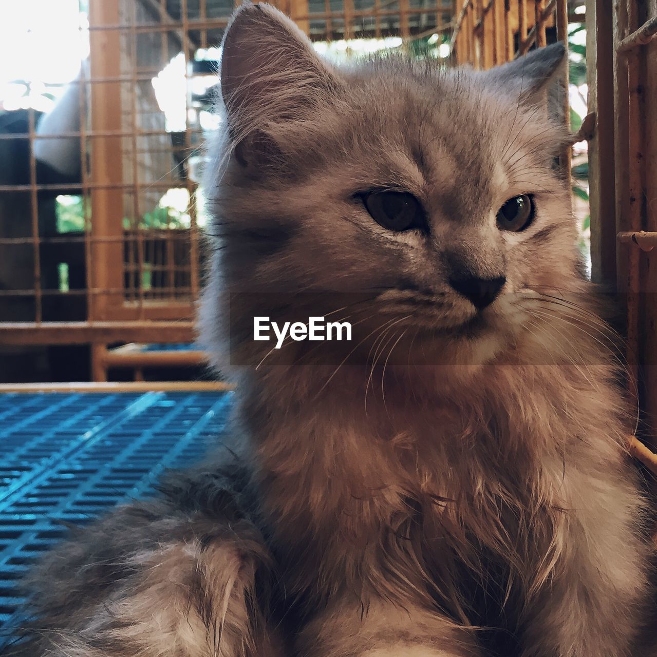 PORTRAIT OF CAT