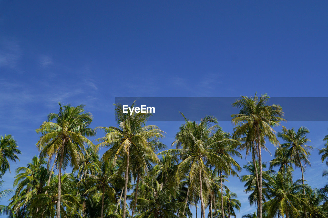 Low angle view of coconut palm trees against blue sky