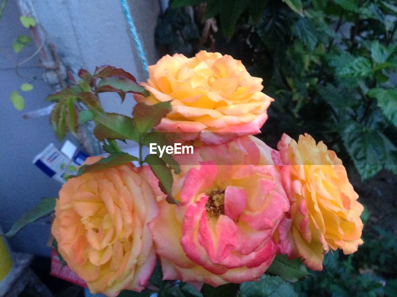 CLOSE-UP OF FRESH PINK ROSE FLOWERS