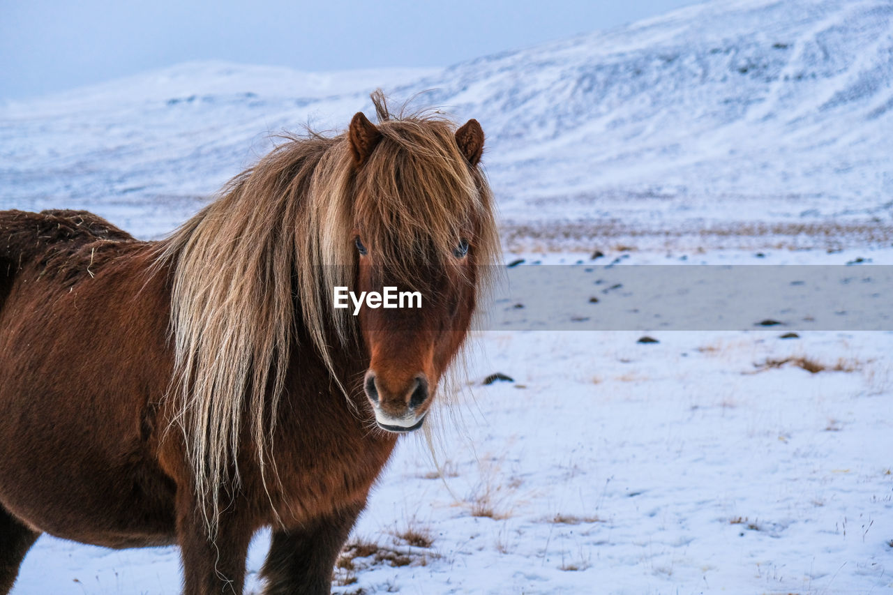 Icelandic horse standing on snow covered field