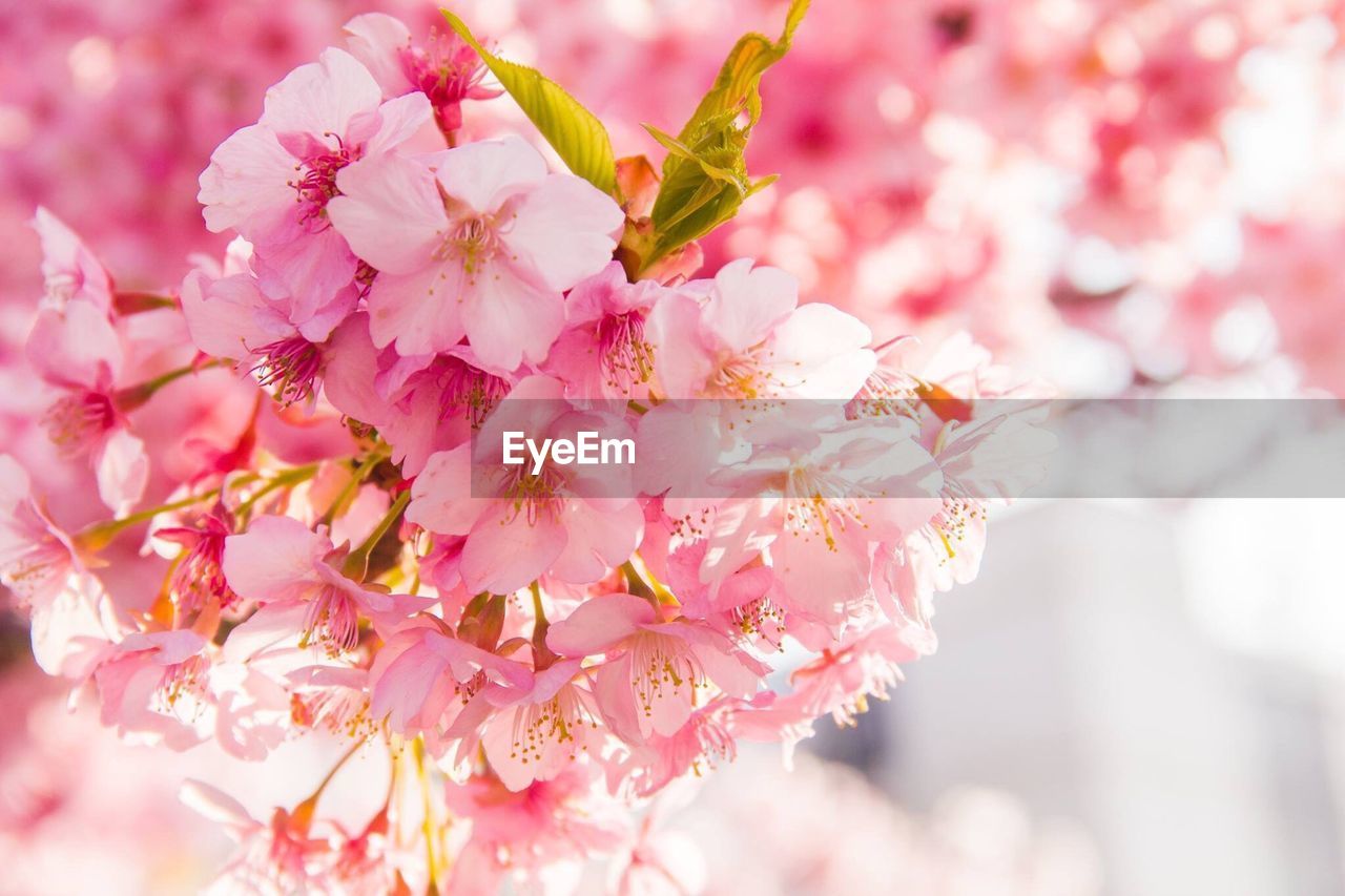 Close-up of cherry blossoms in spring