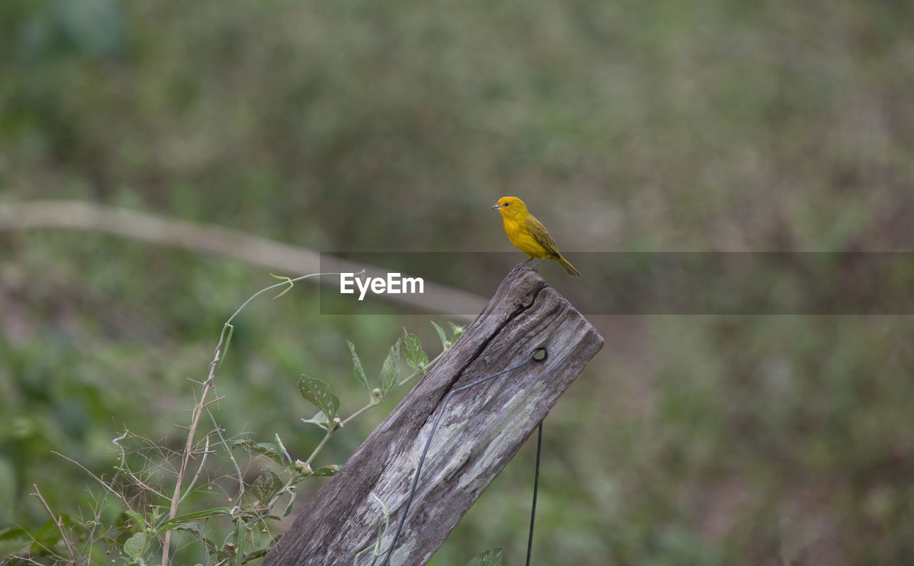 Yellow saffron finch sicalis flaveola sitting on tree stump transpantaneira, pantanal, brazil.