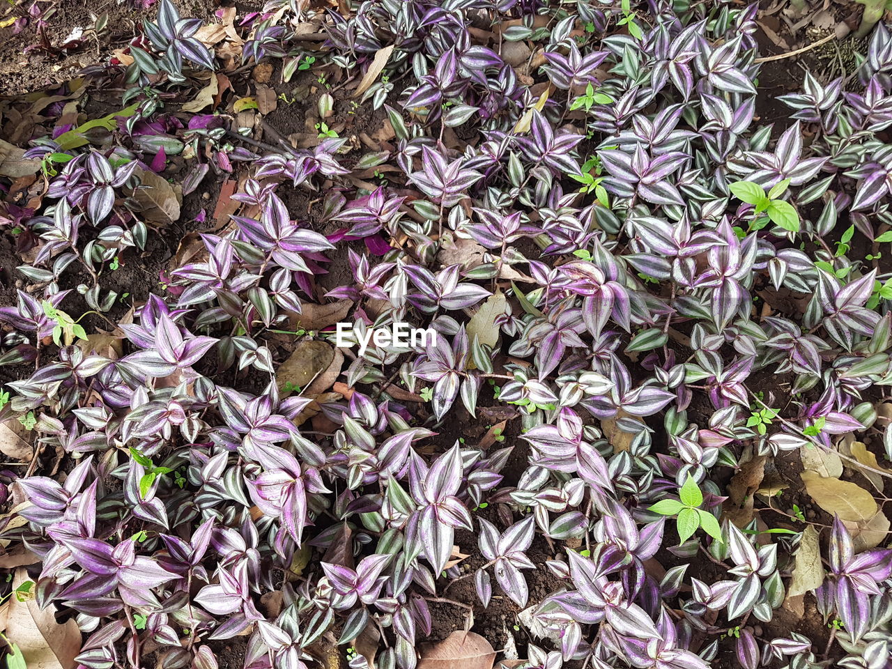 Full frame shot of purple flowers