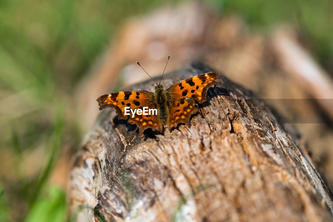 CLOSE-UP OF BUTTERFLY ON ORANGE LEAF