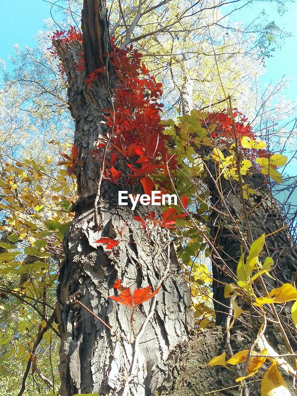 Low angle view of trees against sky during autumn