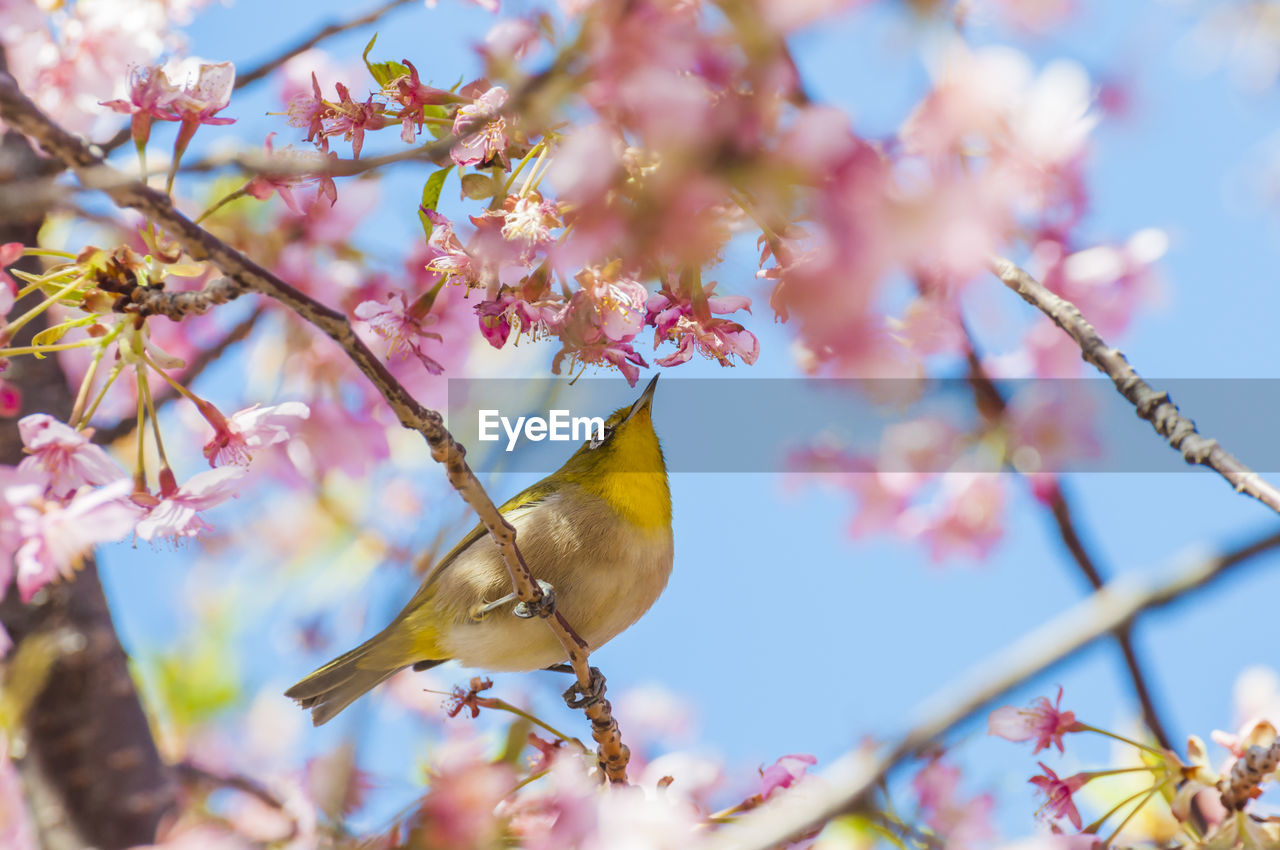 White-eyes and cherry blossoms