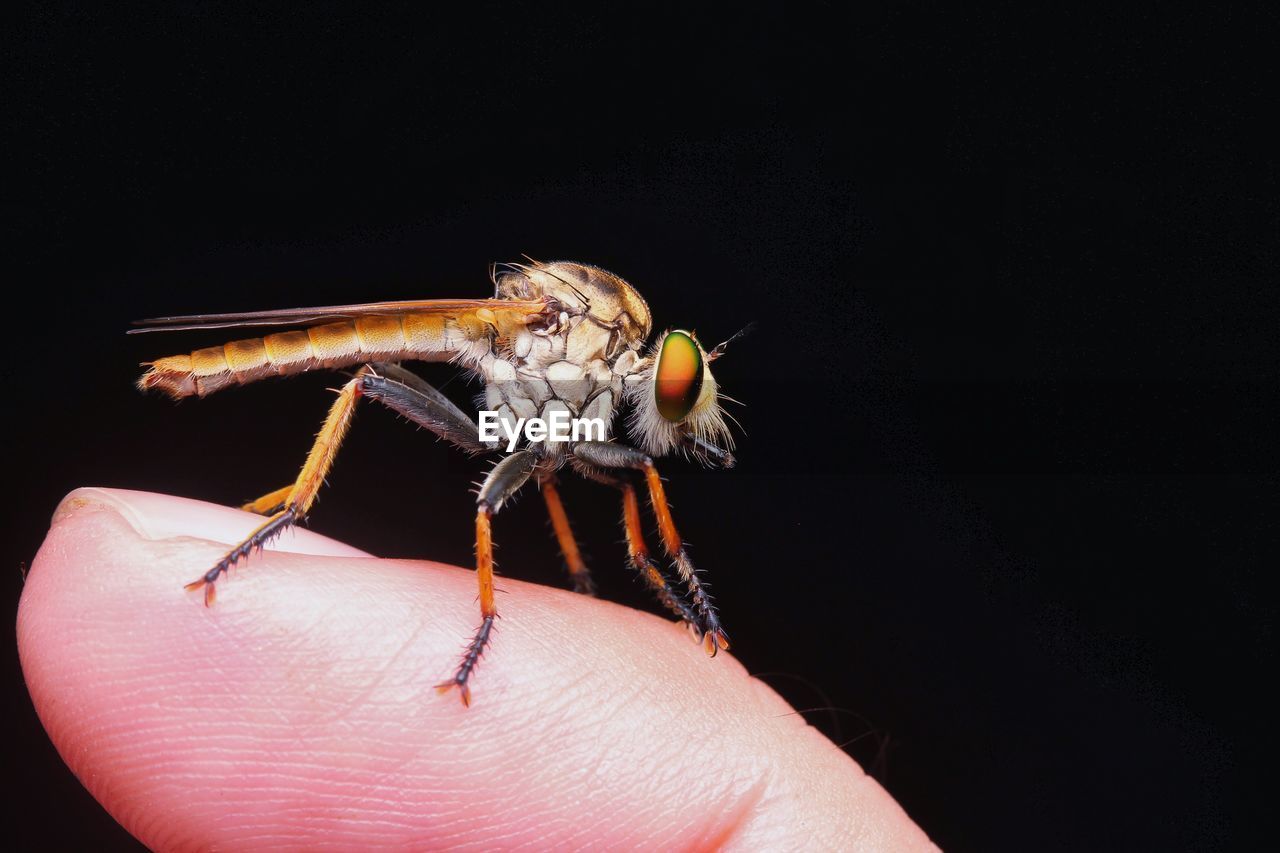 CLOSE-UP OF INSECT ON HAND AGAINST BLACK BACKGROUND