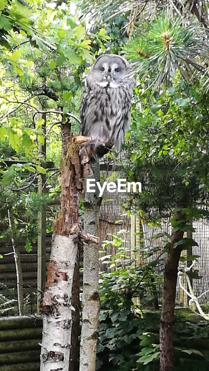 CLOSE-UP OF OWL PERCHING ON TREE TRUNK