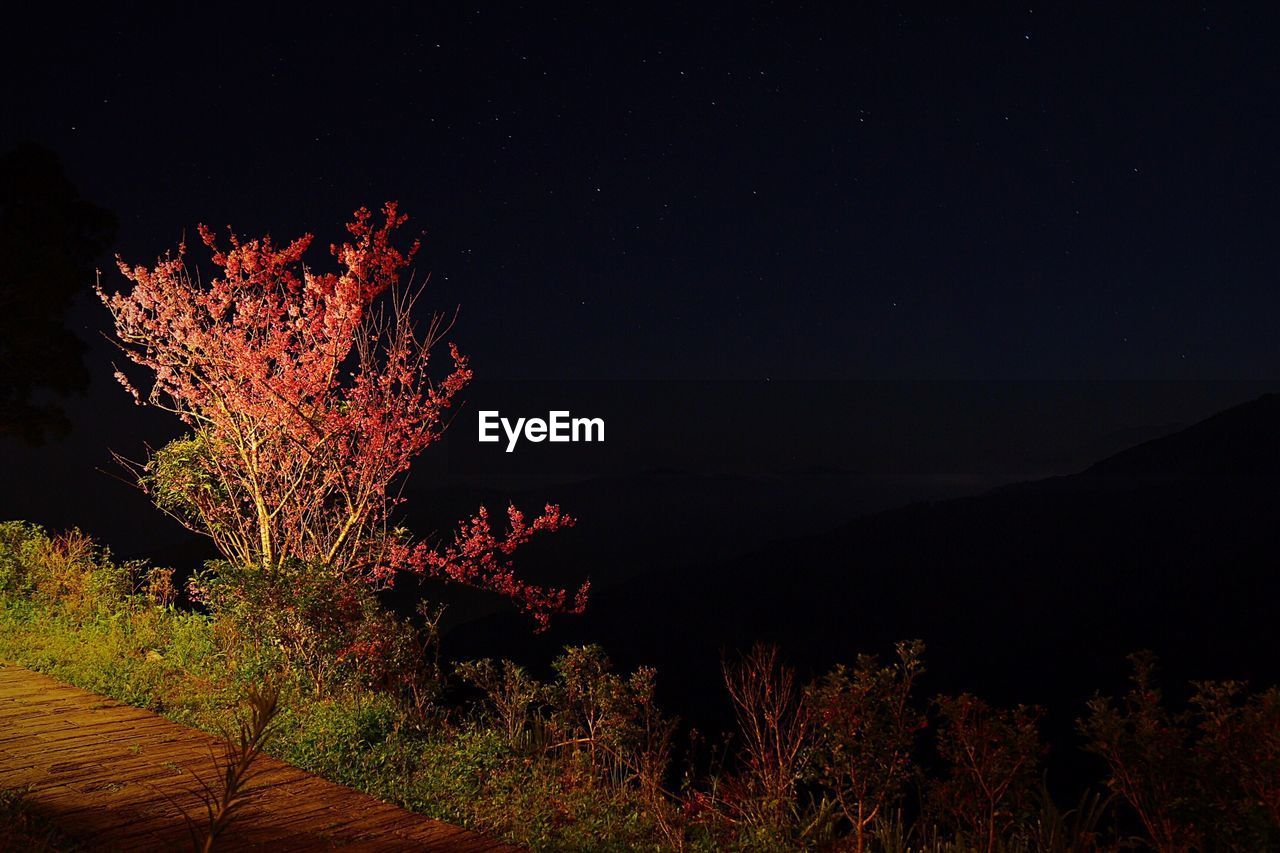 View of plants at night