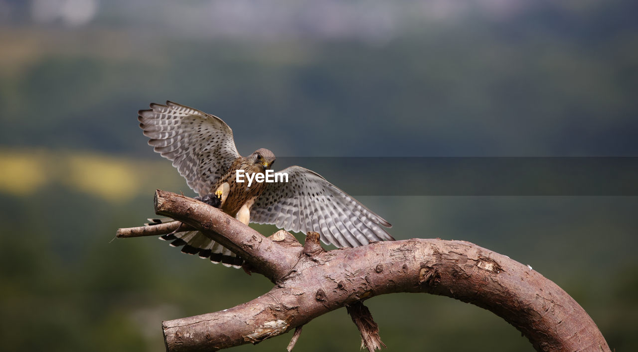 Male kestrel perched on a branch with a mouse