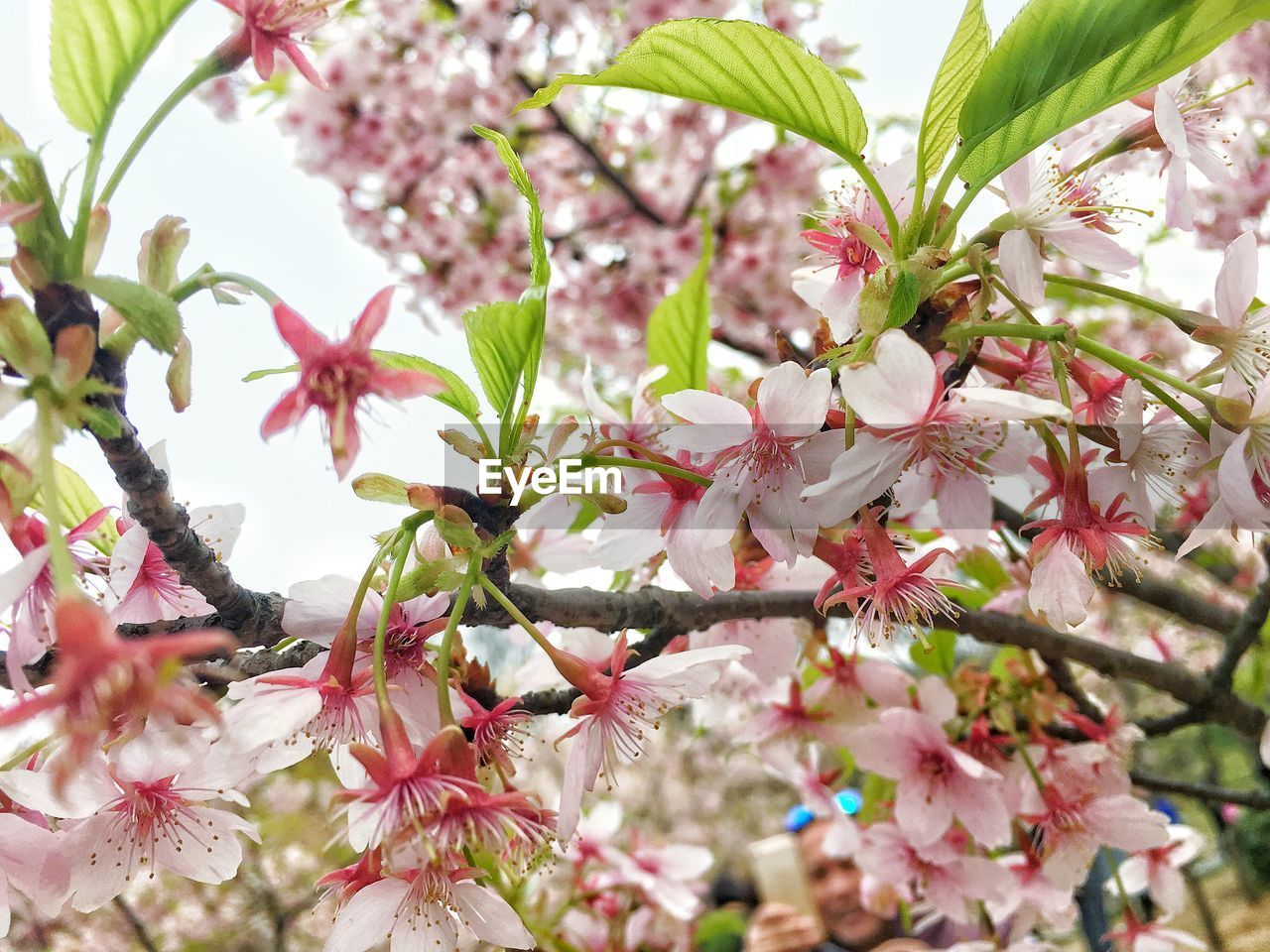 LOW ANGLE VIEW OF PINK FLOWER TREE