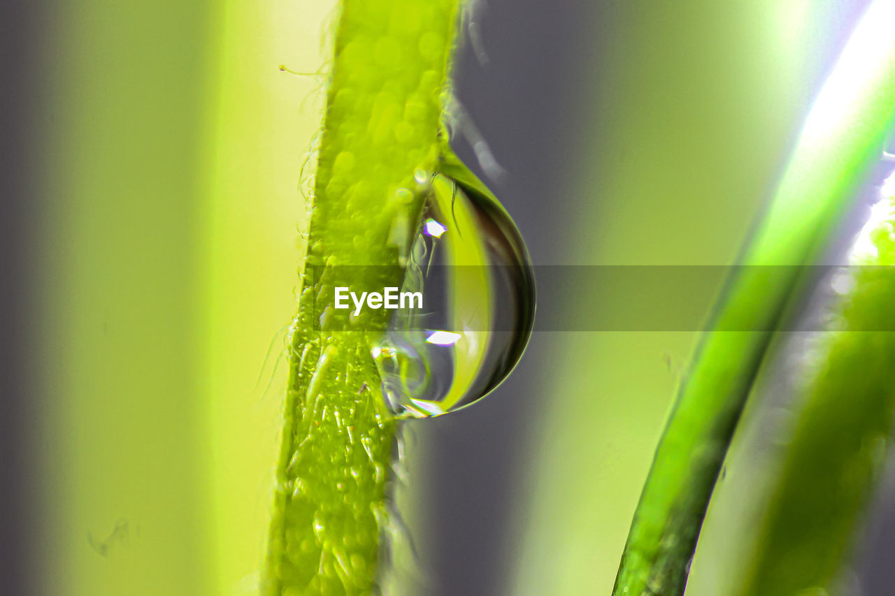 CLOSE-UP OF WET PLANT