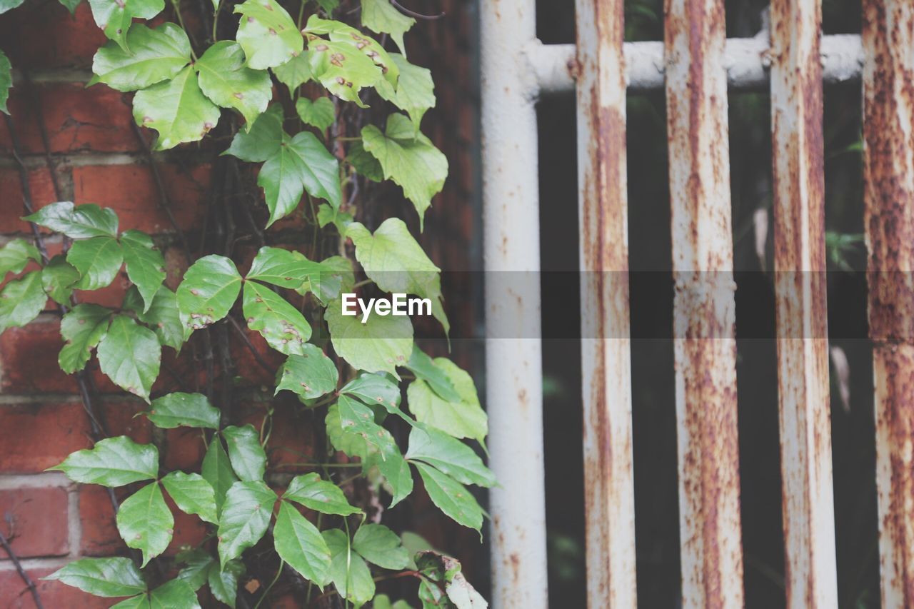 Close-up of creeper plant growing on wall by metallic gate