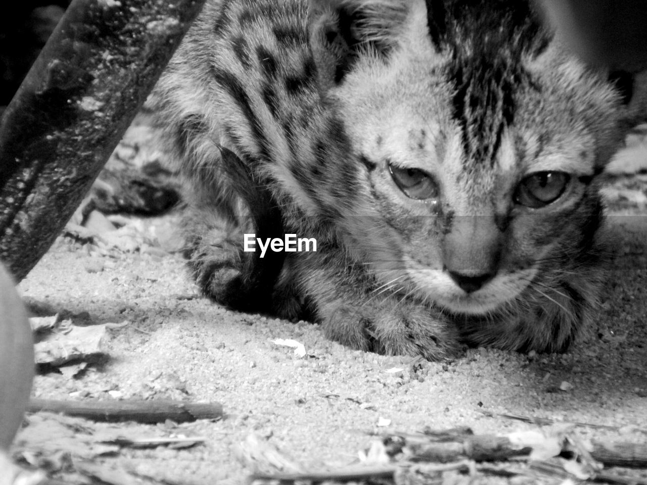 Close-up of tiger cub sitting on ground