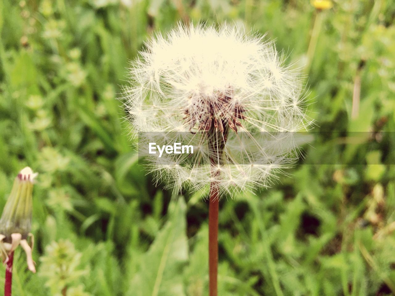 CLOSE-UP OF DANDELION FLOWERS