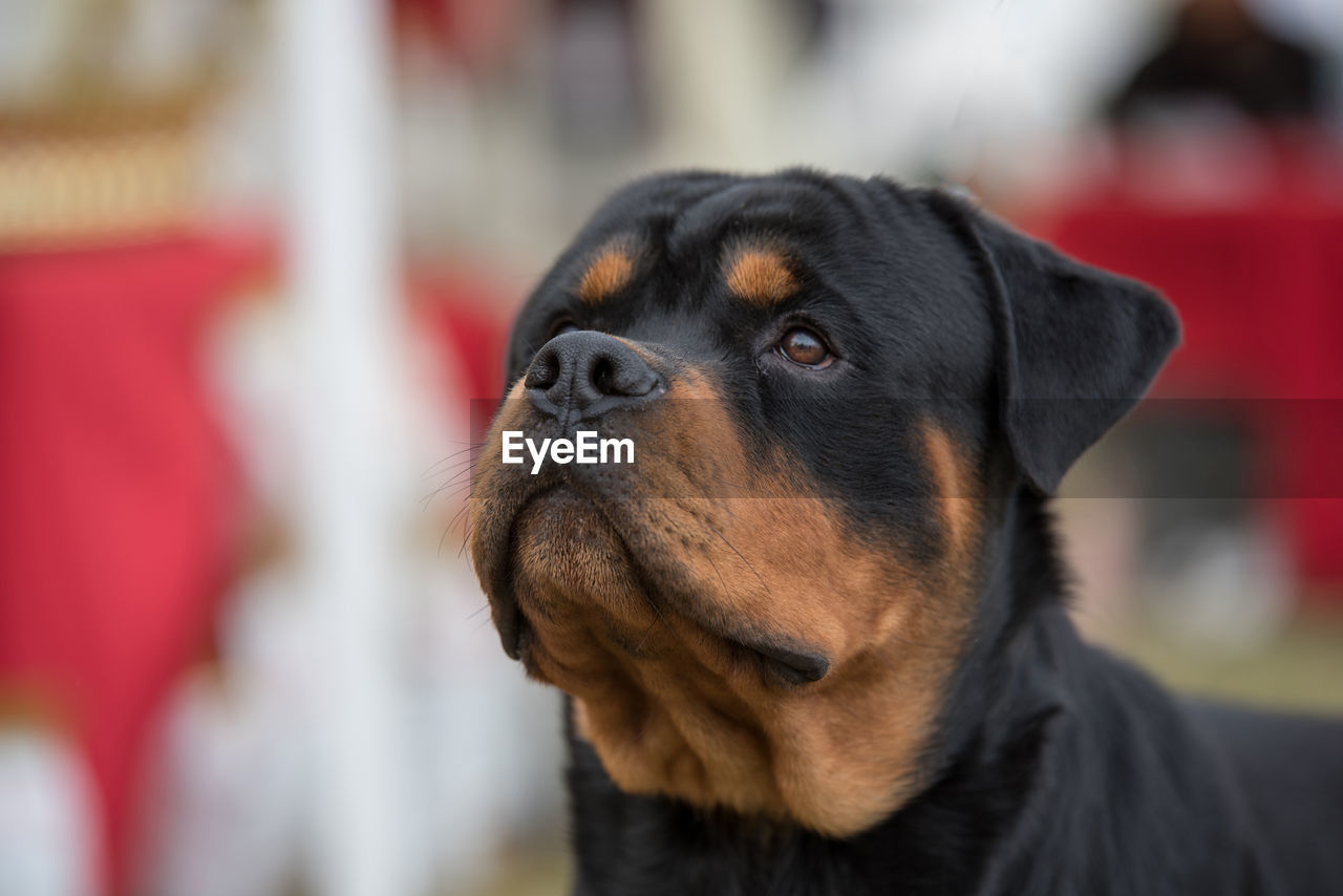 Close-up of rottweiler looking up