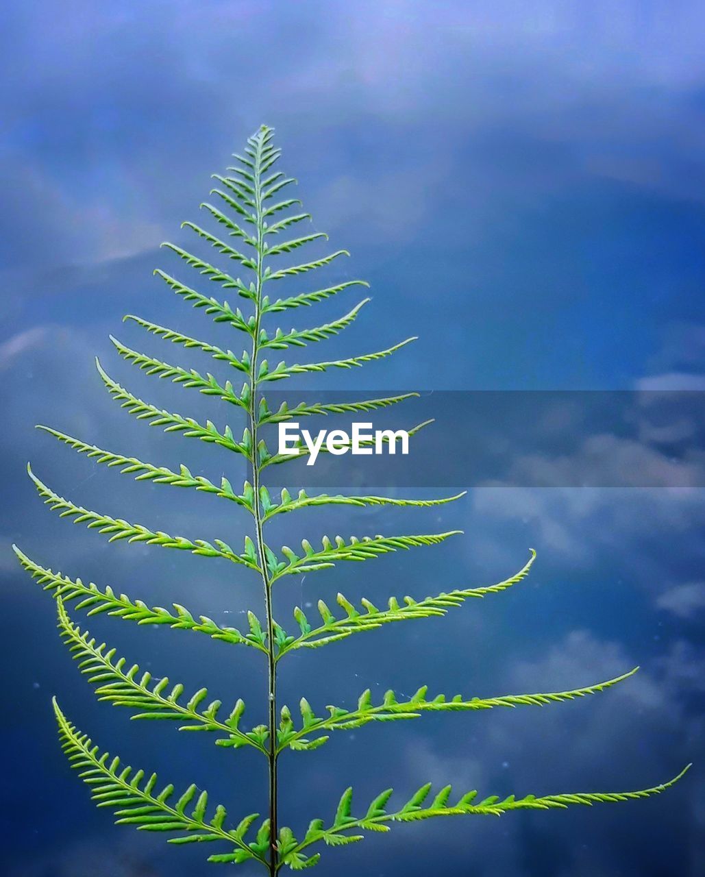 Low angle view of fern leaf against cloudy sky