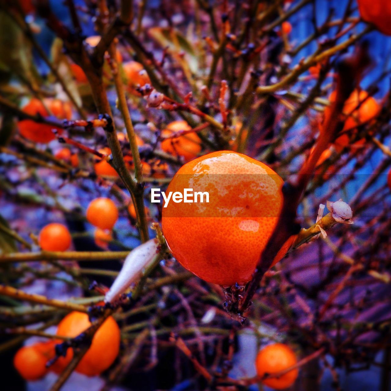 CLOSE-UP OF ORANGE FRUIT GROWING ON TREE