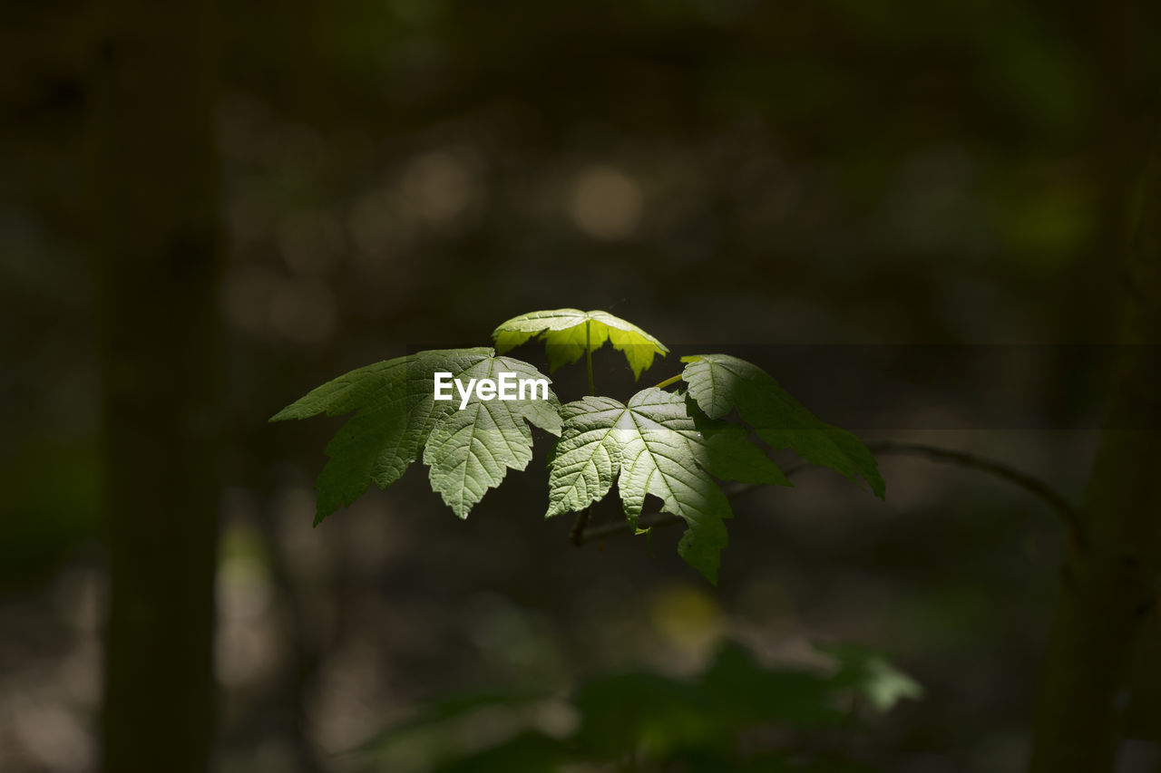 Close-up of green leaves on twig in forest