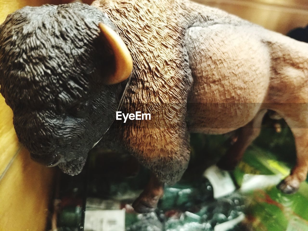 CLOSE-UP OF ANIMAL