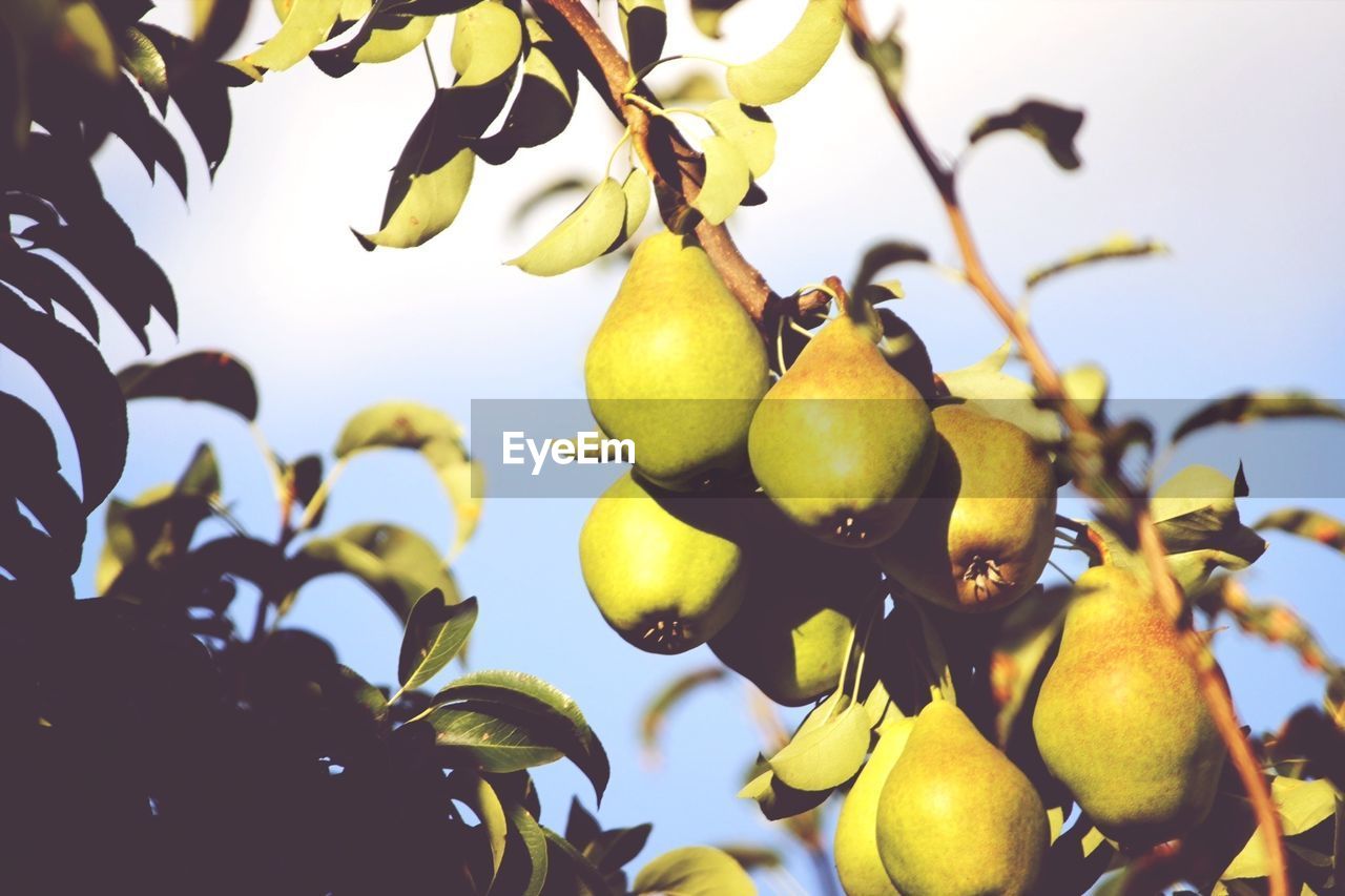 Close-up of pears on tree