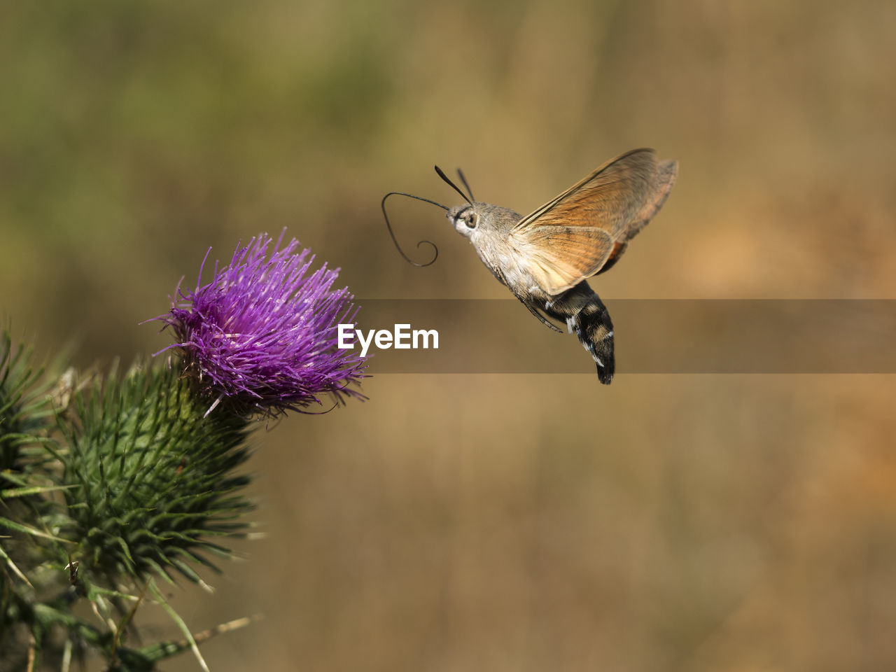 CLOSE-UP OF HONEY BEE ON THISTLE