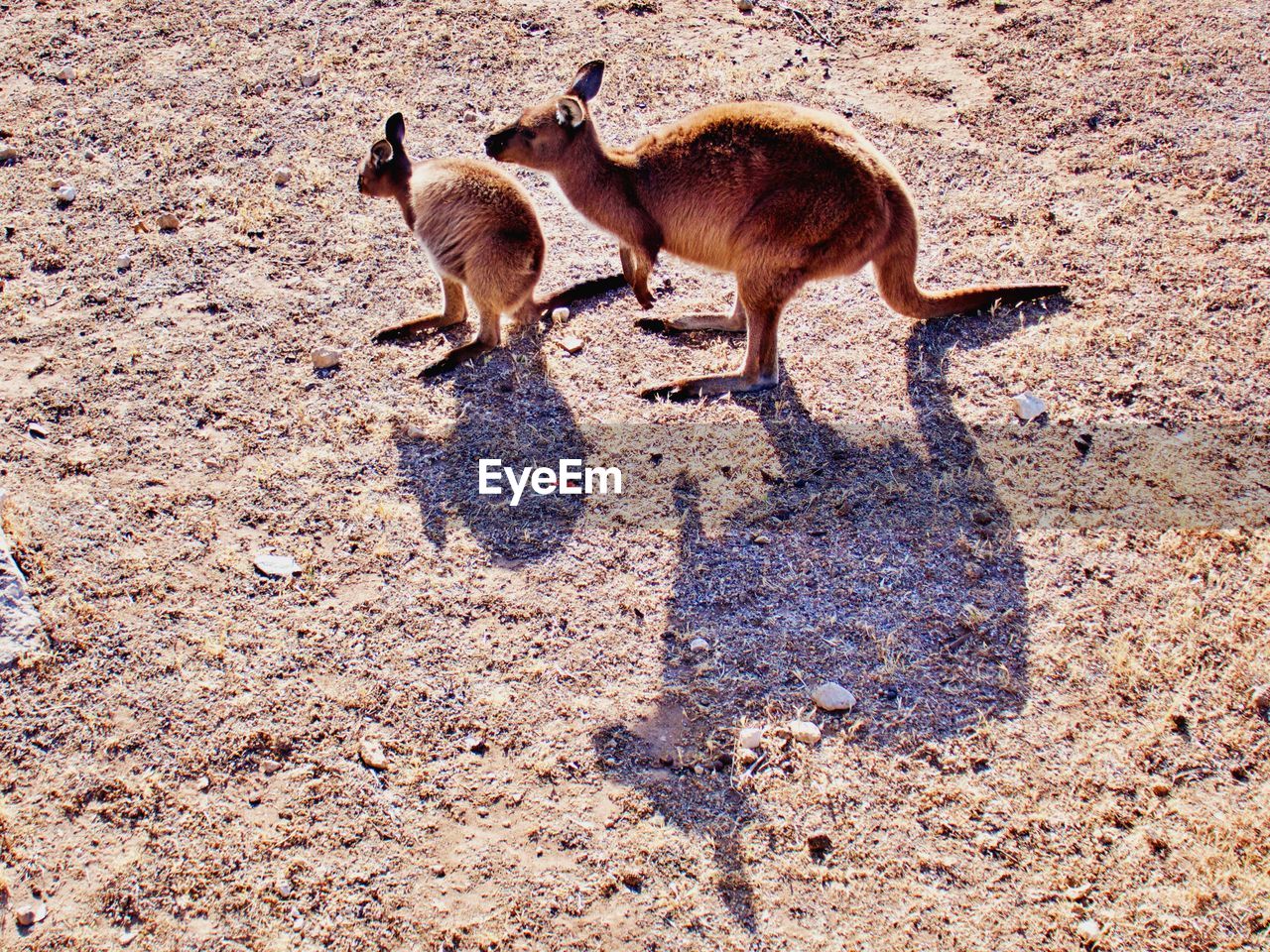 High angle view of  kangaroos on field