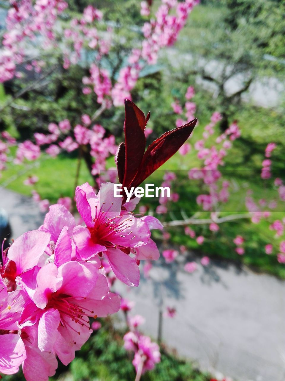 CLOSE-UP OF PINK CHERRY BLOSSOM OUTDOORS