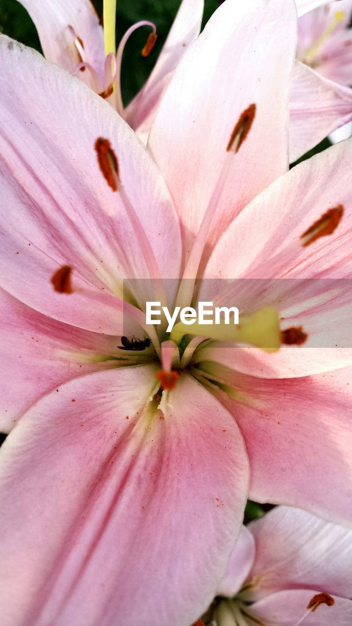 Detail shot of pink flower