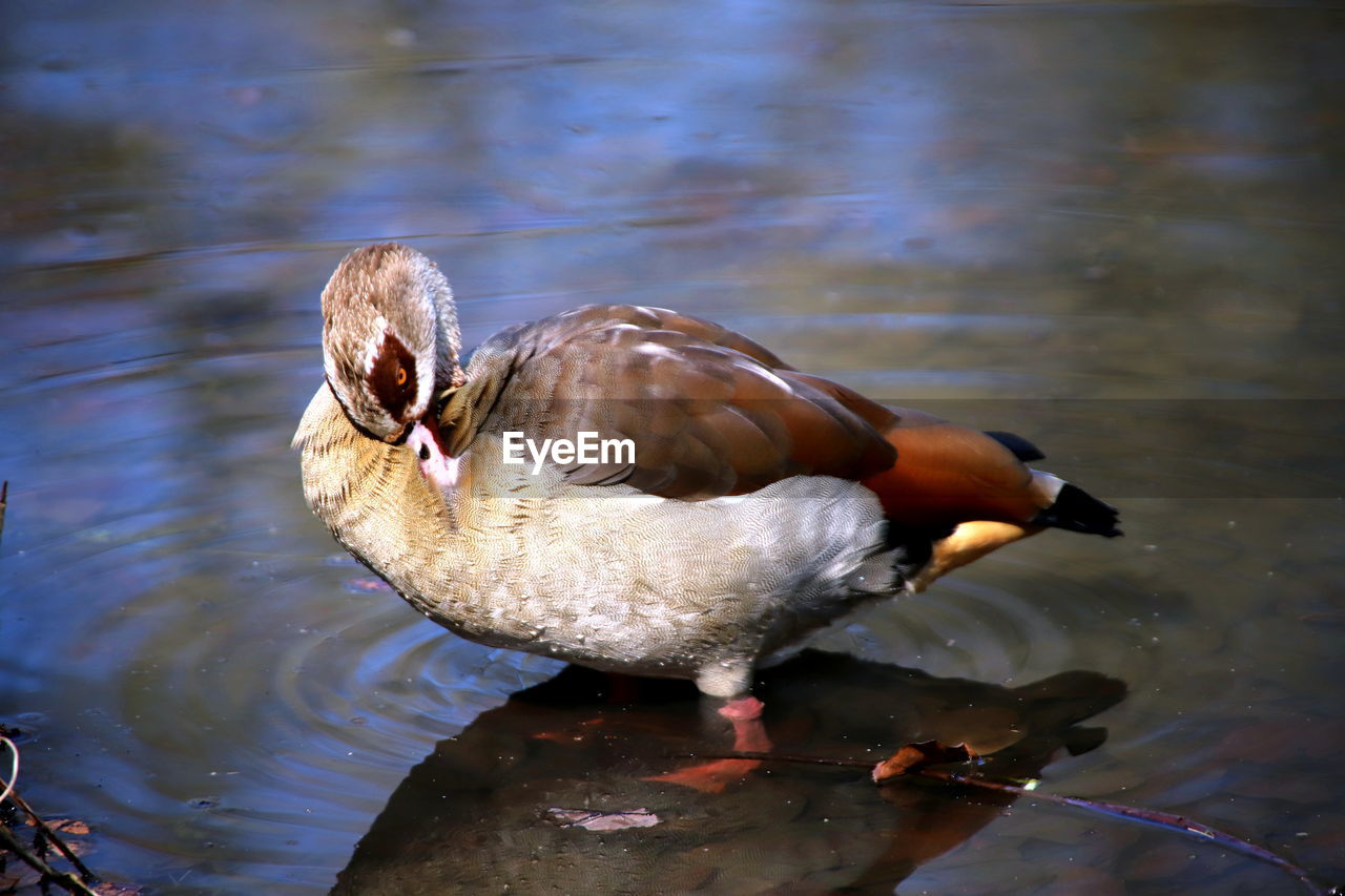 Close-up of duck in lake