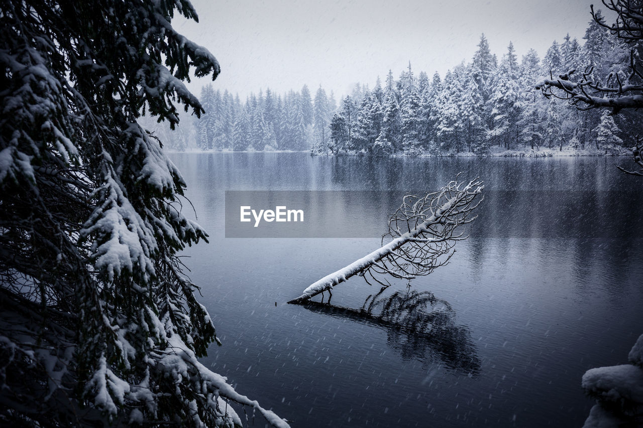 Scenic winter landscape of calm lake and snowy coniferous forest reflected