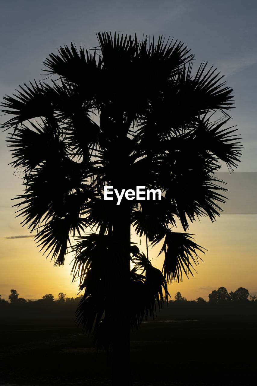 LOW ANGLE VIEW OF SILHOUETTE COCONUT PALM TREE AGAINST SKY DURING SUNSET