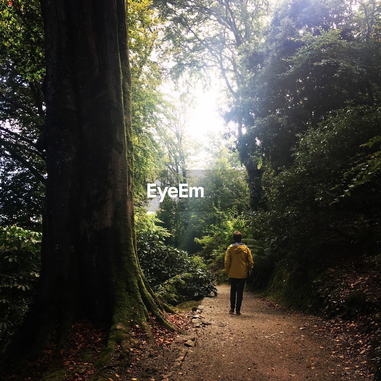 FULL LENGTH REAR VIEW OF MAN WALKING ON TREE IN FOREST