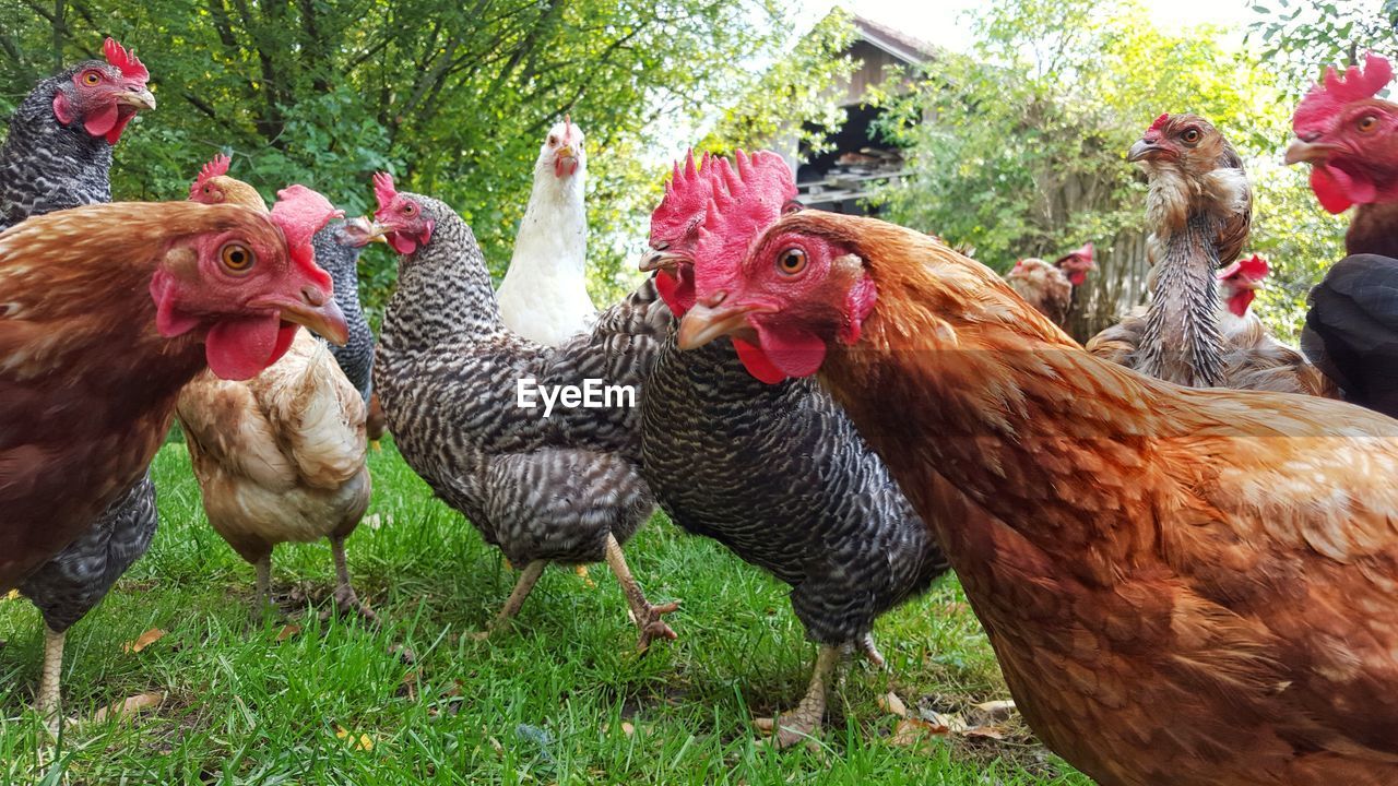 Close-up of rooster and hens in farm groupon of chicken