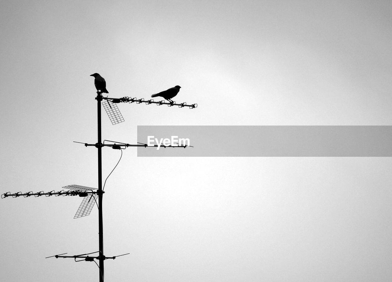 LOW ANGLE VIEW OF BIRD PERCHING ON POWER LINES