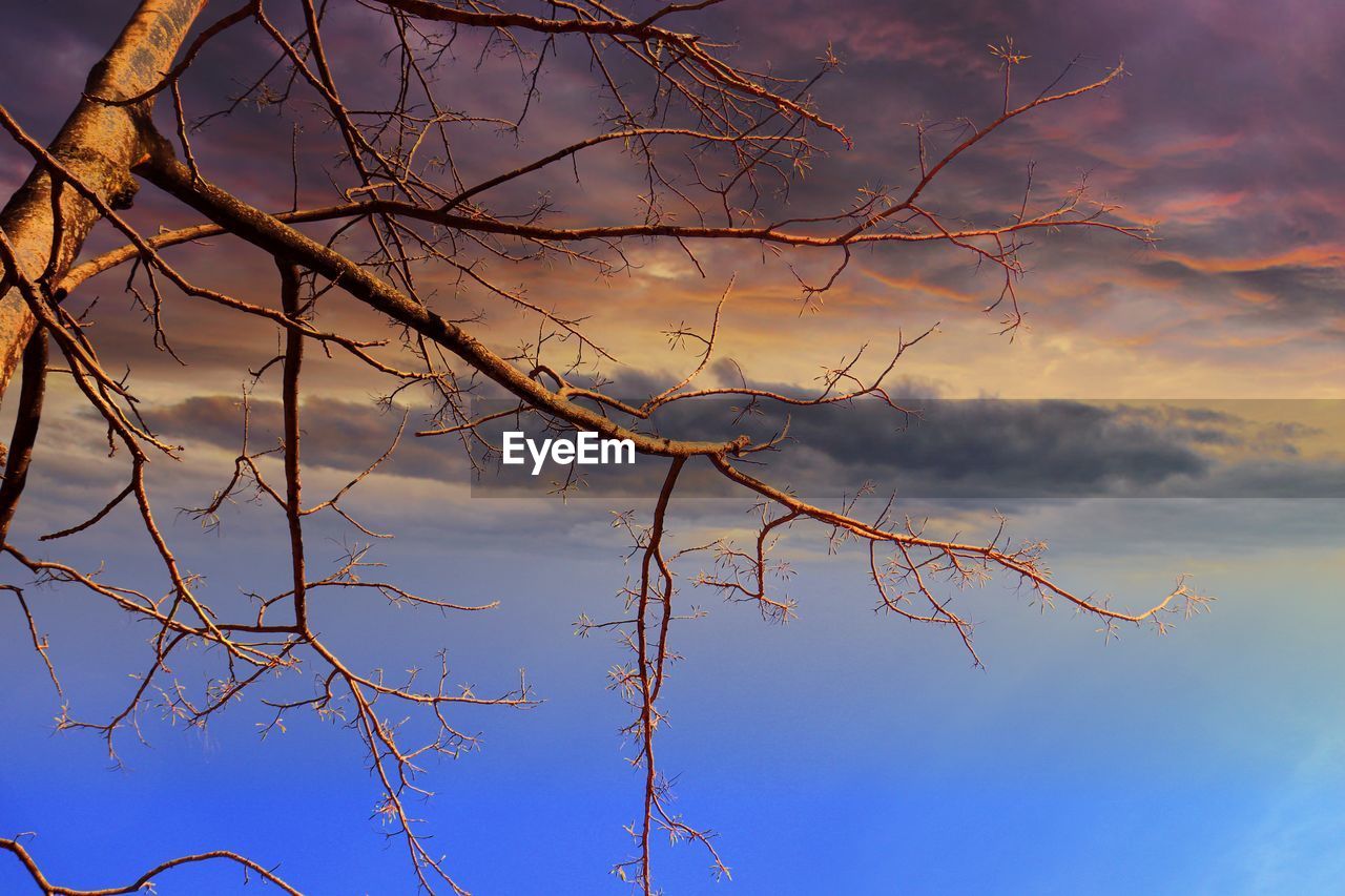 LOW ANGLE VIEW OF TWIGS AGAINST SKY