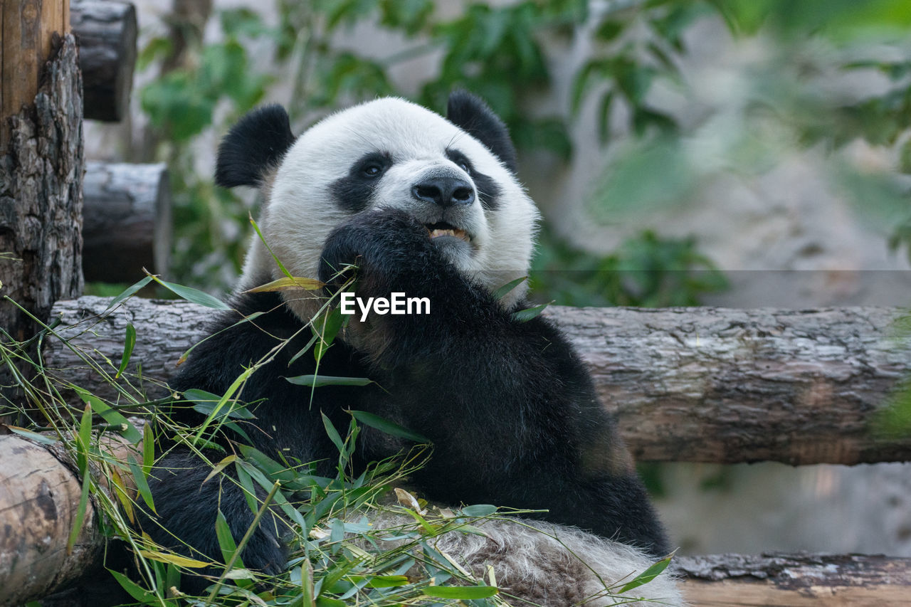 View of panda sitting on wood