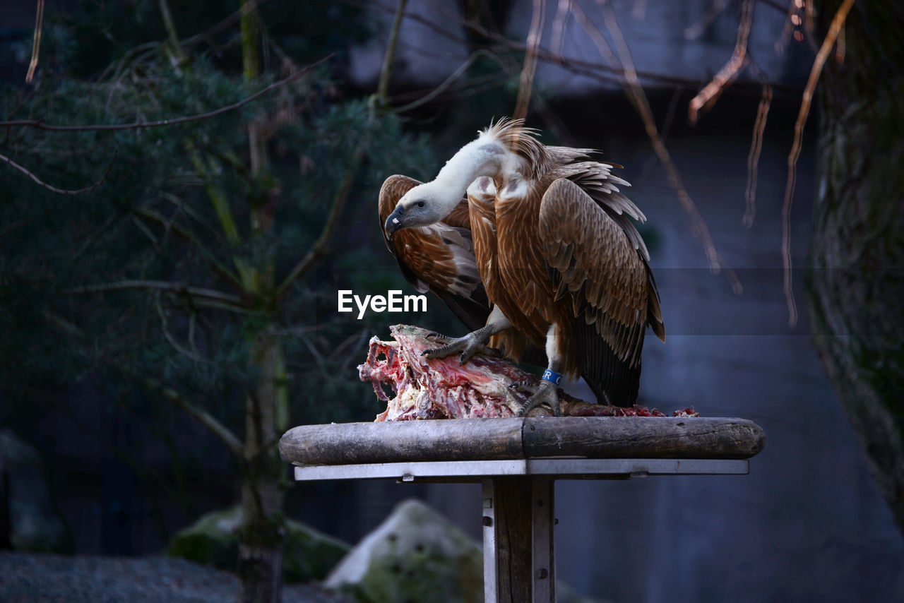 CLOSE-UP OF EAGLE PERCHING ON WOOD